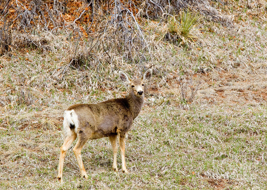 Mule Deer In The Pike National Forestq Photograph