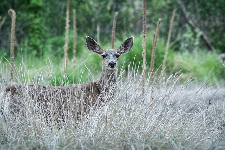 Mule Deer in the Woods  Photograph by Saija Lehtonen