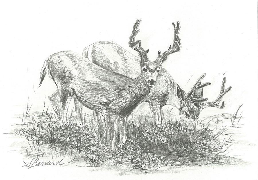 Mule Deer in Velvet Drawing by Sarah Bevard | Fine Art America