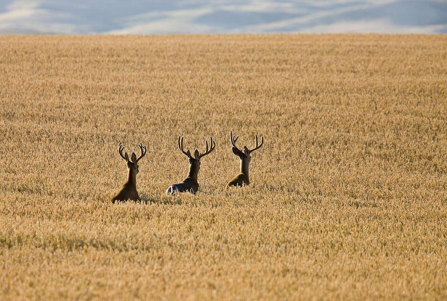 Deer Photograph - Mule Deer in Wheat Field by Mark Duffy