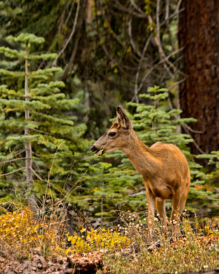 Mule Deer in Yosemite Photograph by Kristia Adams
