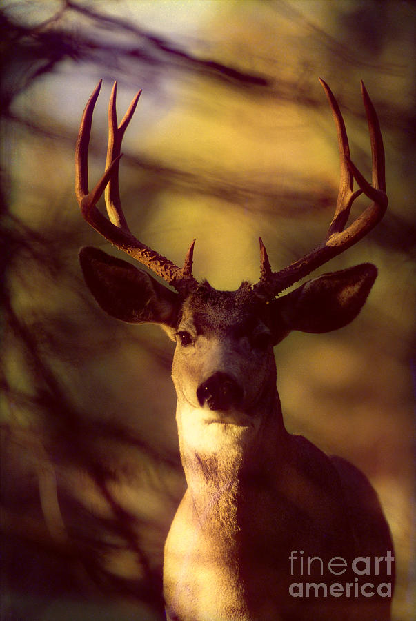 Deer Photograph - Mule Deer by John Hyde - Printscapes
