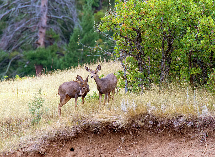 Mule Deer Photograph by Judi Dressler
