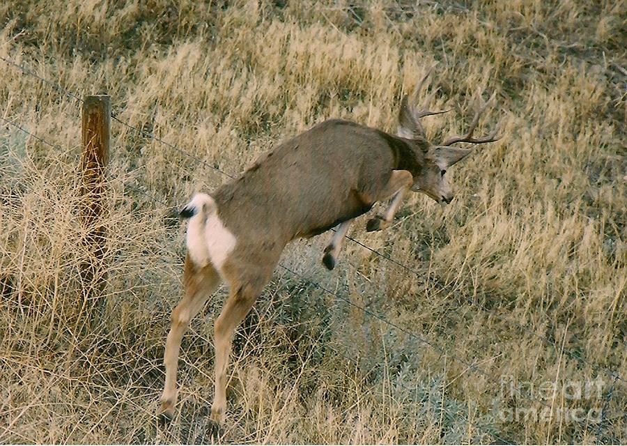 Mule Deer Jump Photograph by Brent Easley