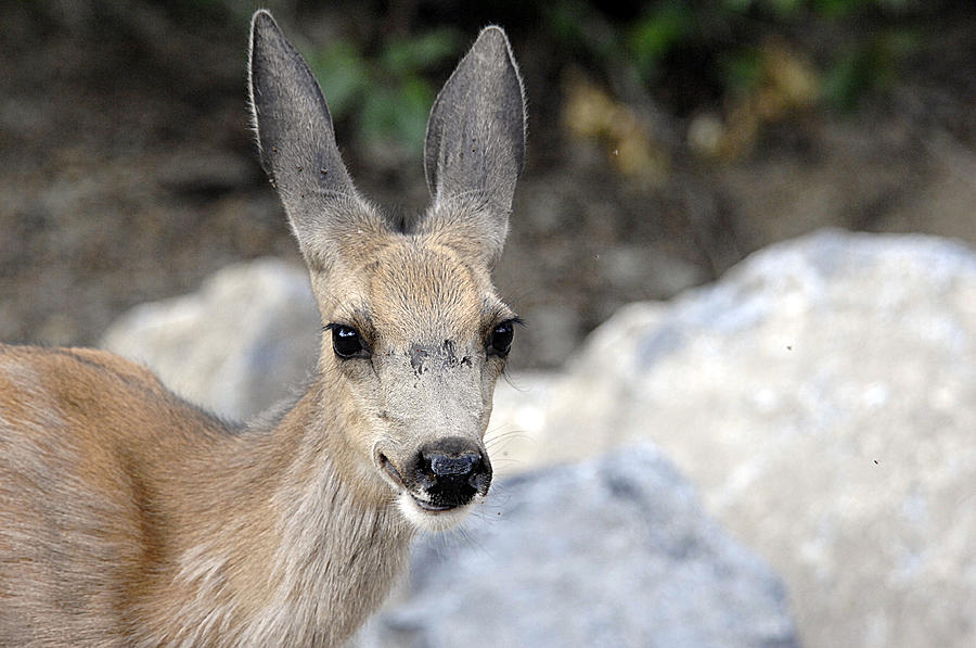 Deer Photograph - Mule Deer by Keith Lovejoy