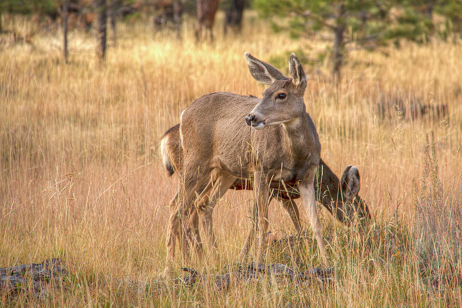 Mule Deer Mama Photograph by Kristina Rinell