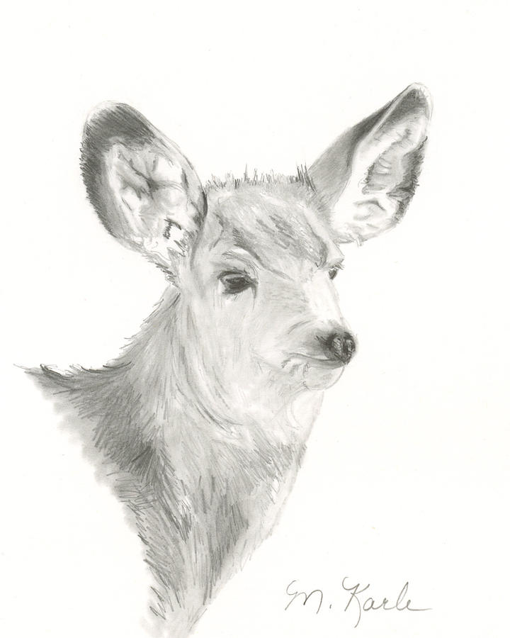 Mule Deer Drawing by Marsha Karle