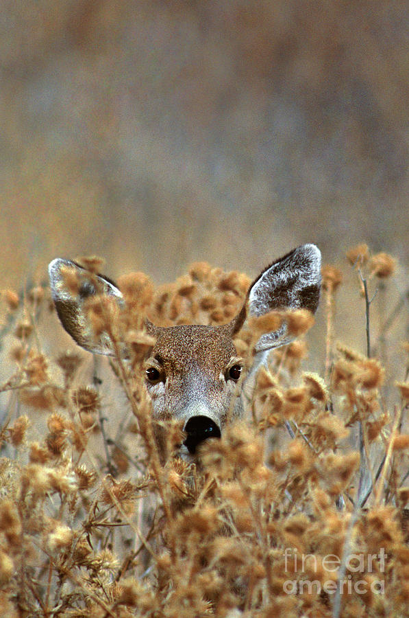 Mule Deer Odocoileus Hemionus Wild California Photograph by Dave Welling