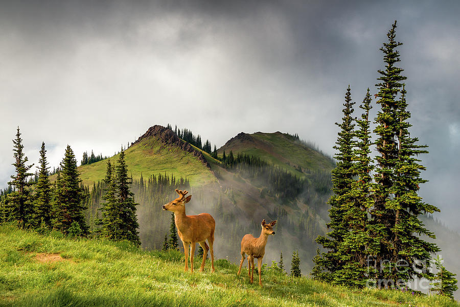 Mule Deer Olympic National Park Photograph by Michael Wheatley