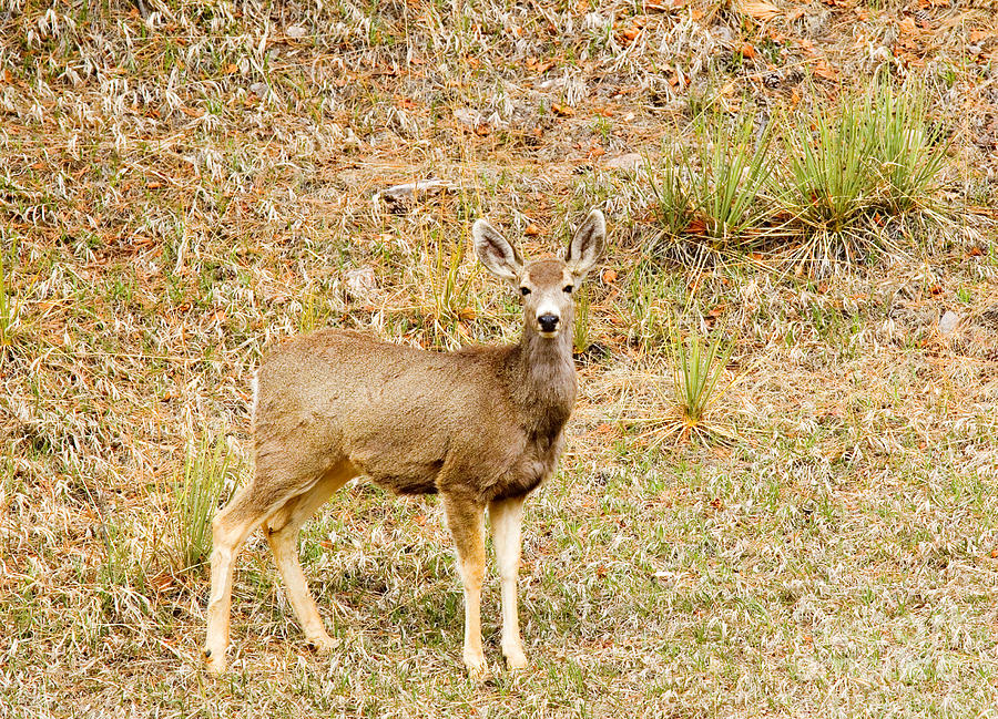 Mule Deer on Bald Mountain Photograph by Steven Krull