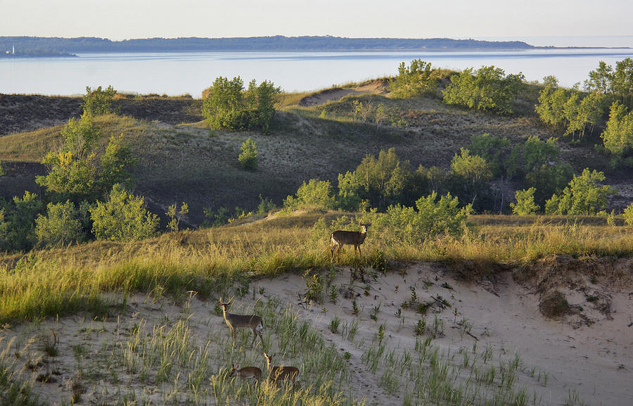 Mule Deer On Lake Michigan Photograph
