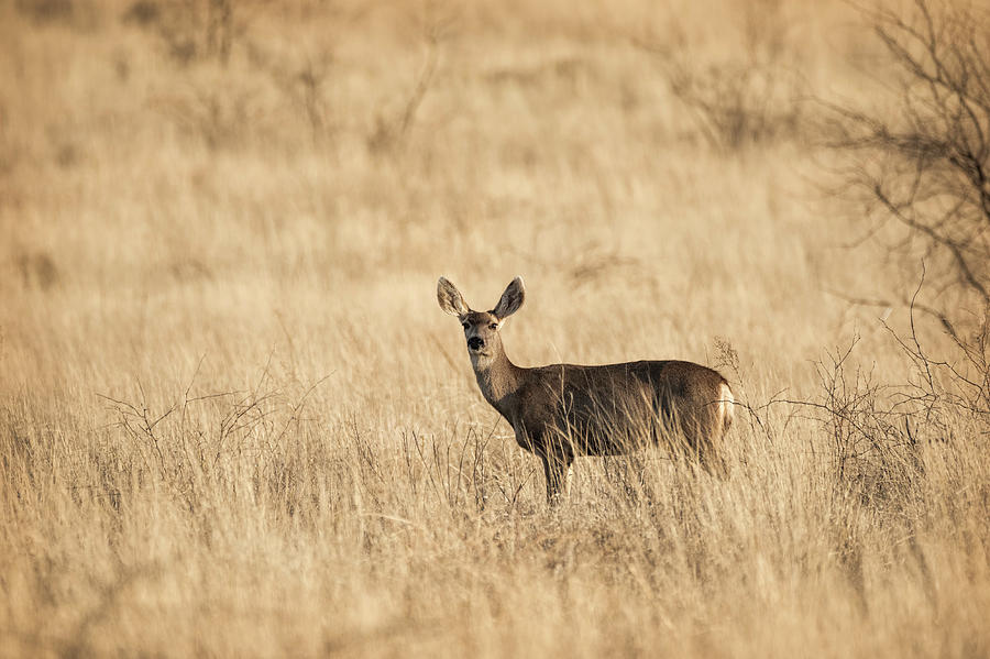 Mule Deer on the Prairie  Photograph by Saija Lehtonen