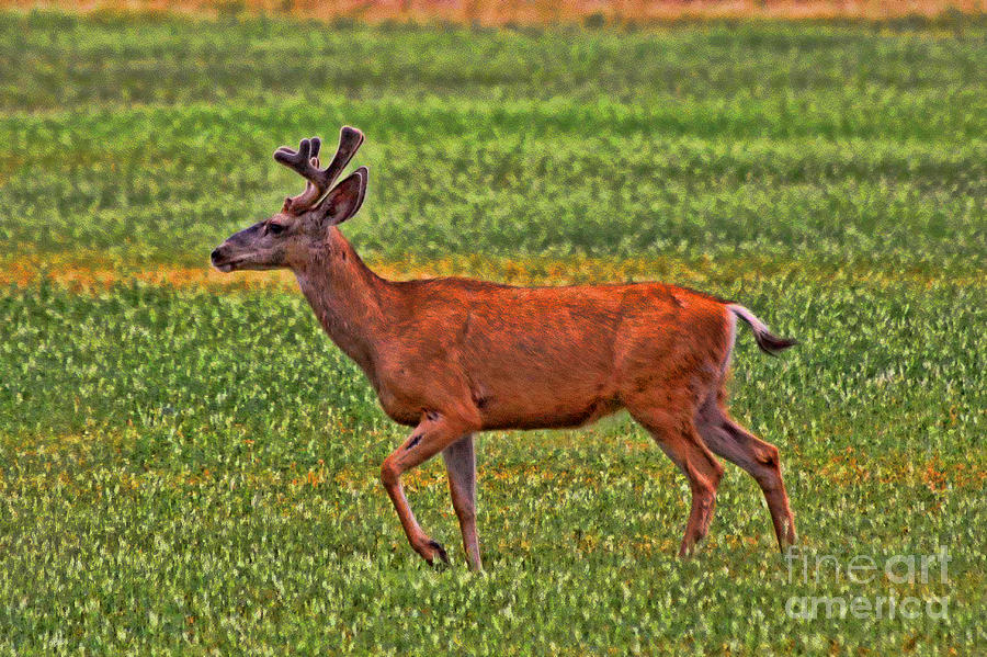 Deer Photograph - Mule Deer On The Sante Fe Trail by Tommy Anderson Deer Photograph - Mule Deer On The Sante Fe Trail by Tommy Anderson