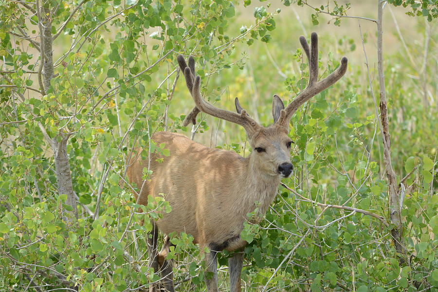 Mule Deer Photograph by Paulina Roybal