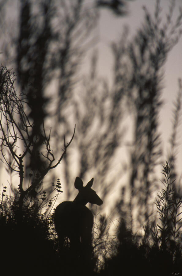 Mule Deer - Piru Photograph