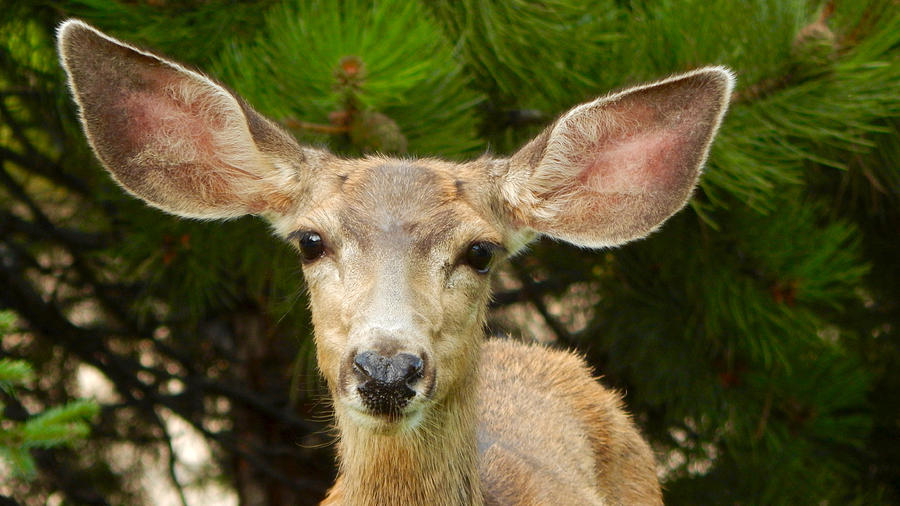 Mule Deer Portrait Photograph by Dan Miller