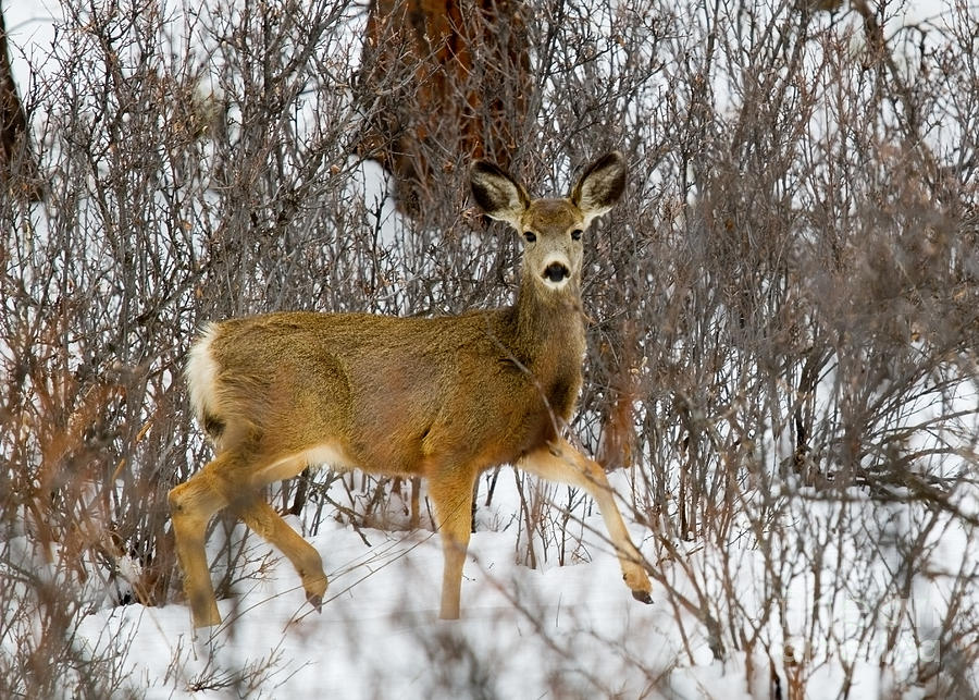 Mule Deer Portrait In Heavy Snow Photograph