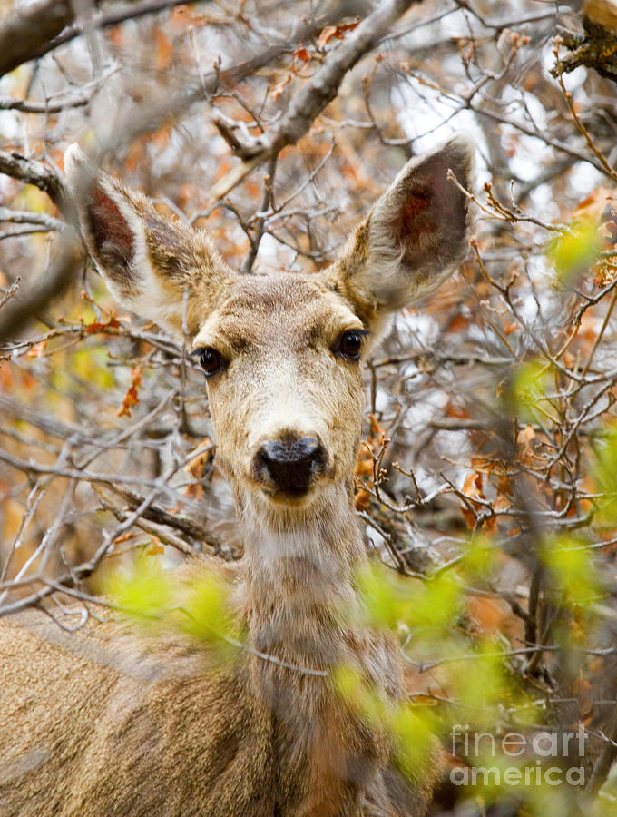 Mule Deer Portrait In The Pike National Forest Photograph