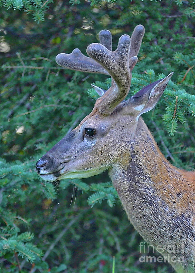 Mule Deer Profile Photograph by Carol Groenen