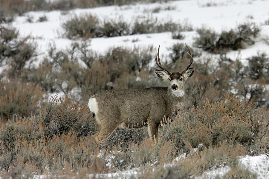 Mule Deer Photograph by Ronnie And Frances Howard