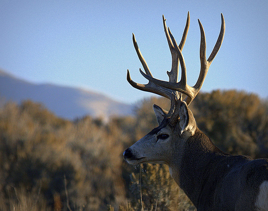 Mule Deer Royalty  Photograph by Dirk Johnson
