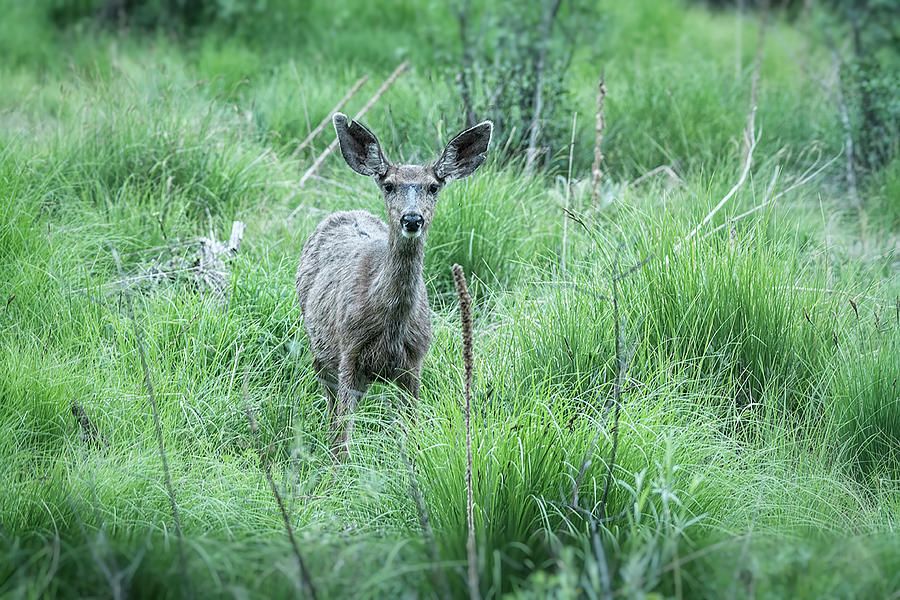 Mule Deer  Photograph by Saija Lehtonen