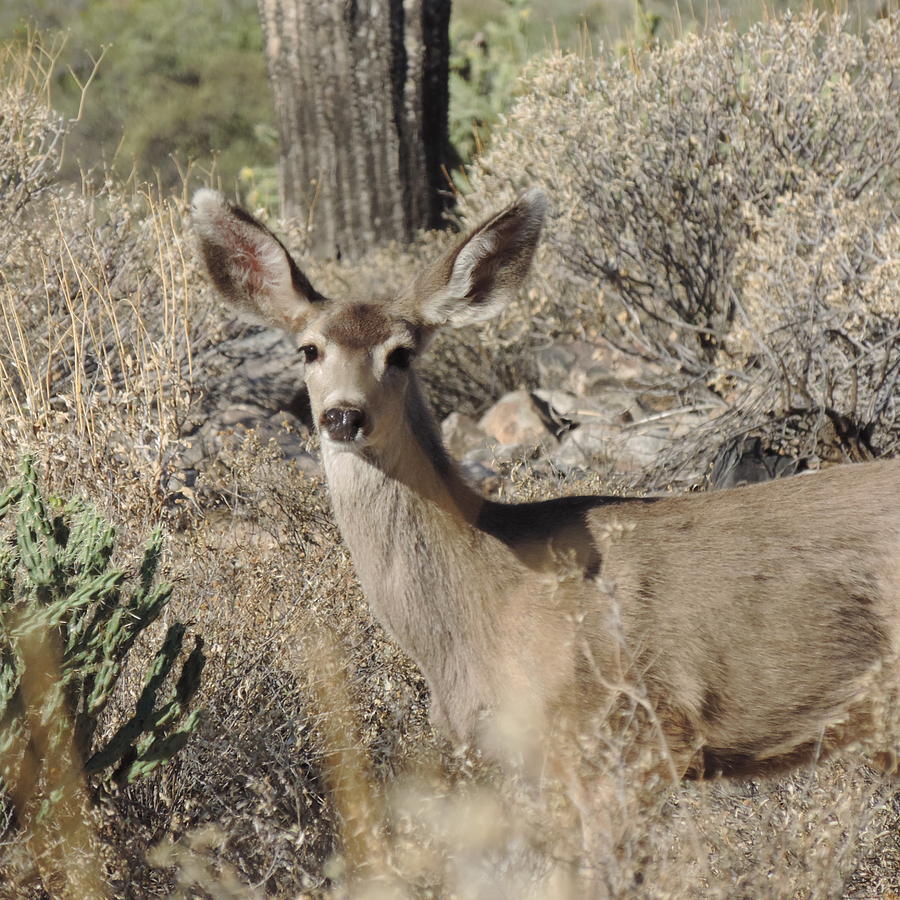 Mule Deer Stare Down Photograph by Bill Tomsa