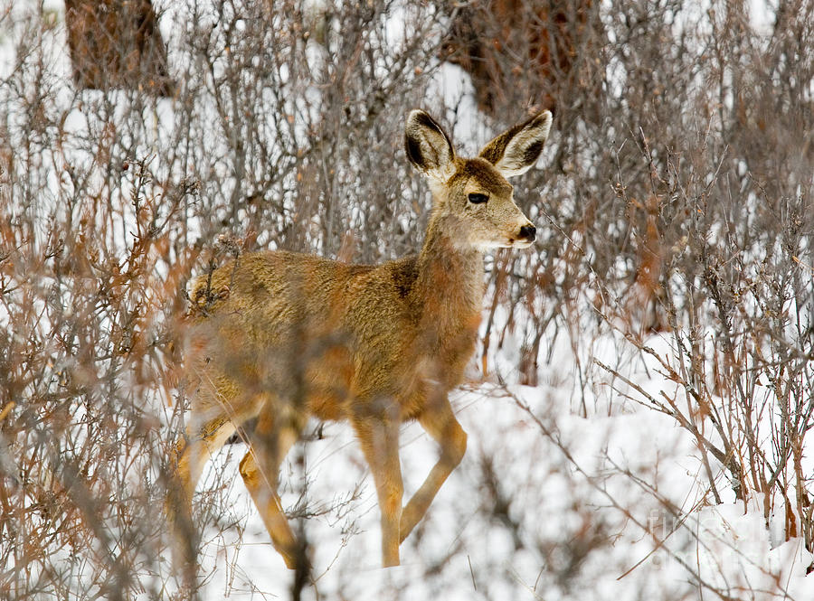Mule Deer Stepping In Heavy Snow Photograph