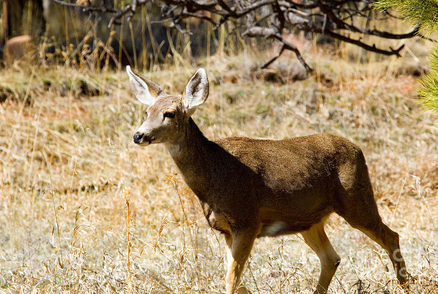 Mule Deer Strolling In The Pike National Forest Photograph