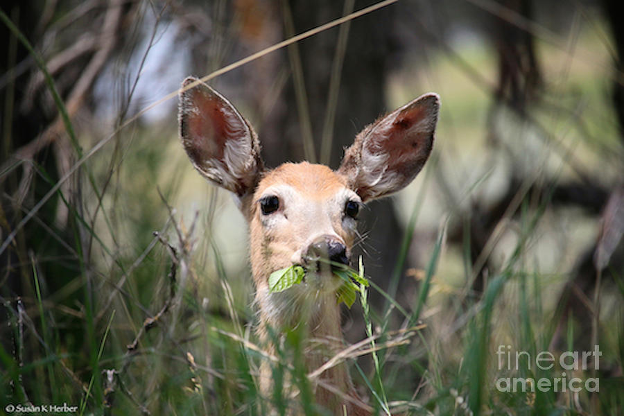 Mule Deer Photograph by Susan Herber
