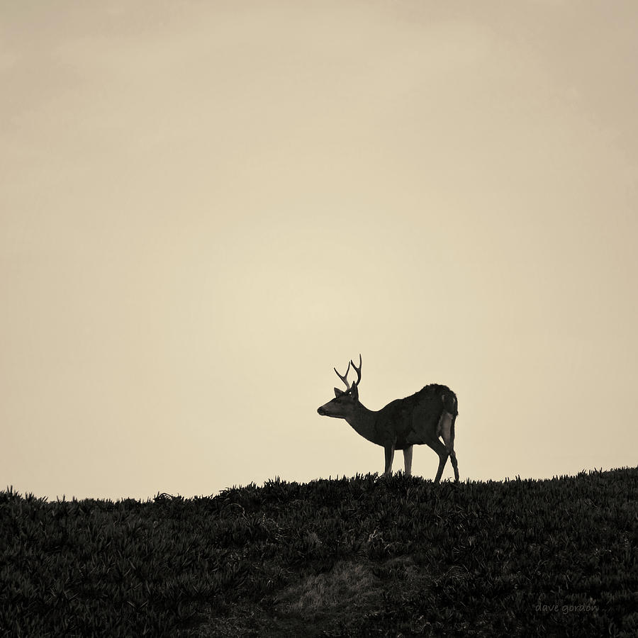 Mule Deer Toned Photograph by David Gordon