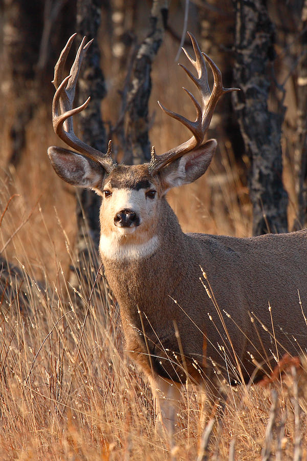 Mule Deer Trophy Buck Photograph by Max Allen