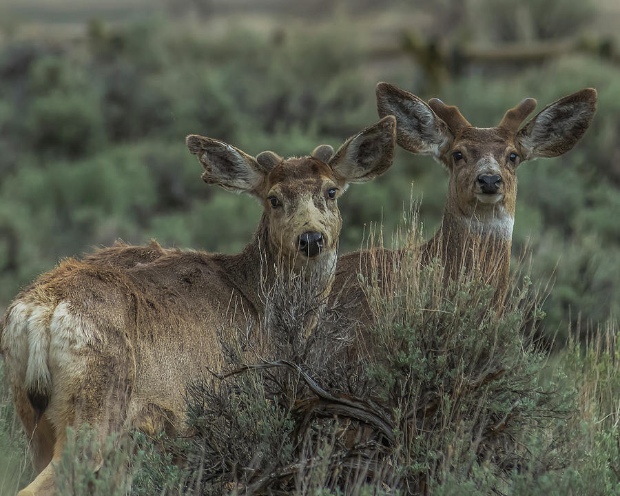 Mule Deer Visitors At Sunset Photograph by Yeates Photography