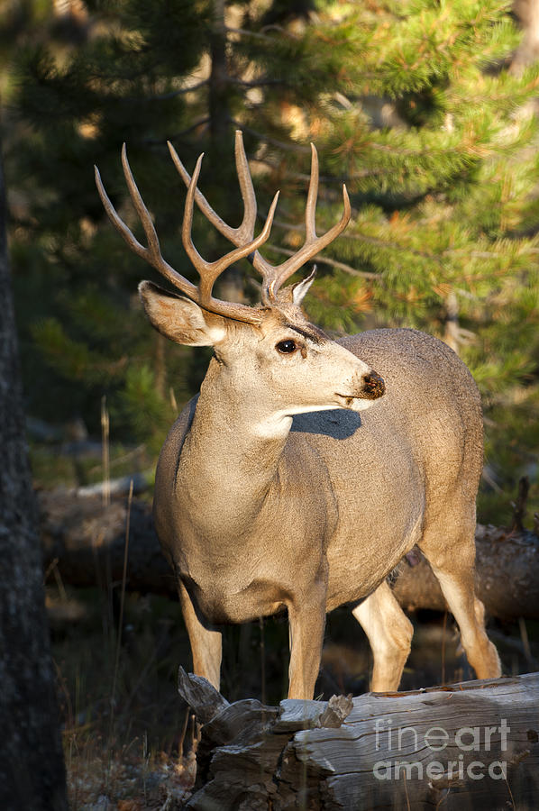 Deer Photograph - Mule Deer by Wildlife Fine Art