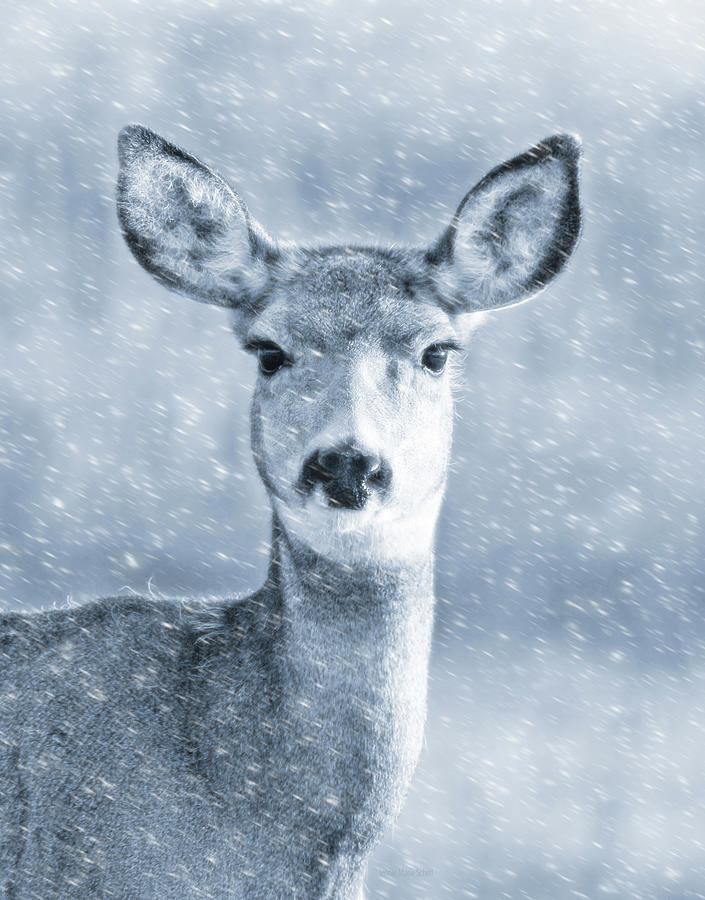 Mule Deer Winter Portrait Blue Photograph by Jennie Marie Schell