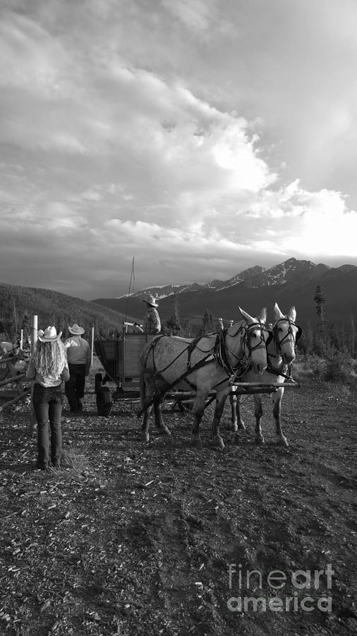 Mule drawn wagon Photograph by Jennifer E Doll