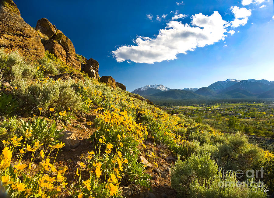 Mountain Photograph - Mule Ear Flowers with Mount Rose by Vance Fox
