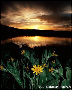 Flower Photograph - Mule Ears At Boca Reservoir by Scott Thompson Flower Photograph - Mule Ears At Boca Reservoir by Scott Thompson