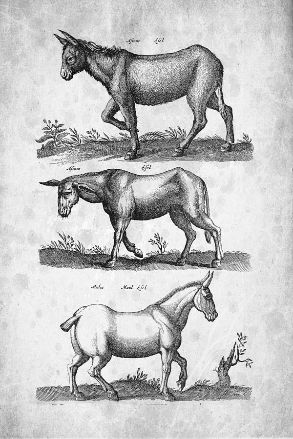Horse Digital Art - Mule Historiae Naturalis 1657 by Aged Pixel