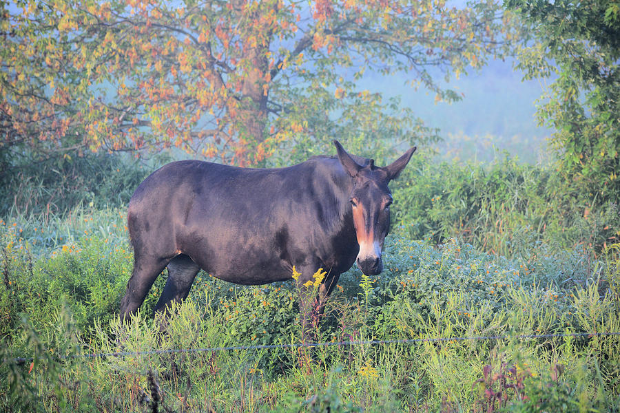 Mule In Fog Photograph by Bonfire Photography