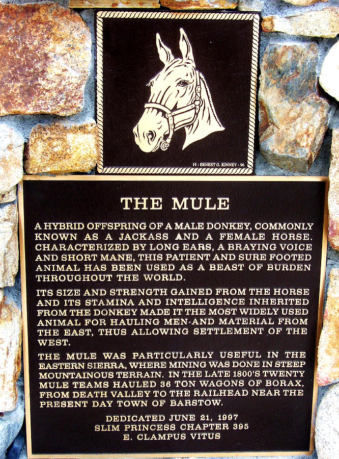 Mule Plaque Photograph by Marilyn Diaz