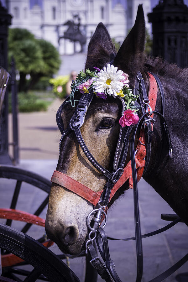 Mule portrait Photograph by Garry Gay