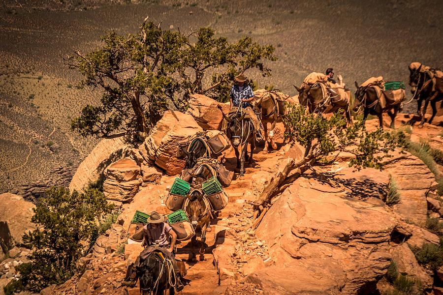 Mule Train in Grand Canyon Photograph by Claudia Abbott