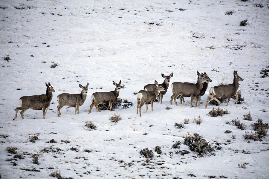 Muledeer gather on a snowy hillside in Sweetwater County in Wyoming Photograph by Carol M Highsmith