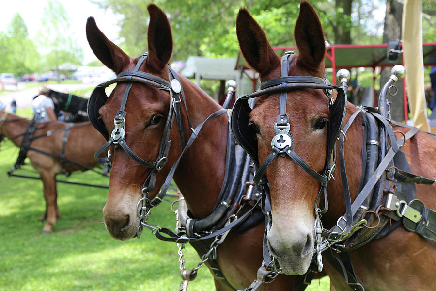 Horse Photograph - Mules 6 by Dwight Cook