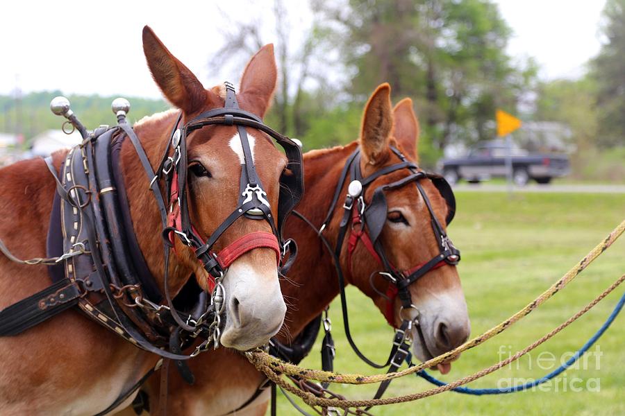 Mules Photograph - Mules day Dawson Spring Kentucky 2 by Dwight Cook