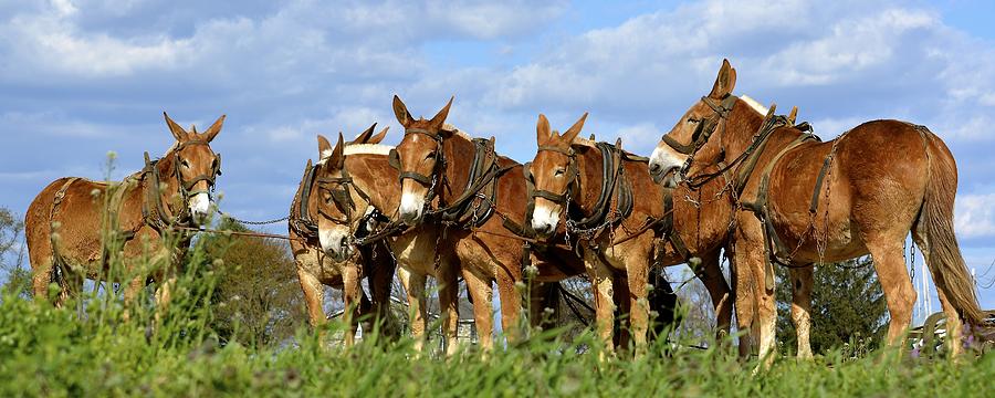 Mules Unhitching Photograph by Tana Reiff