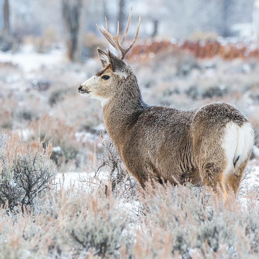 Muley Buck In Winter Photograph by Yeates Photography