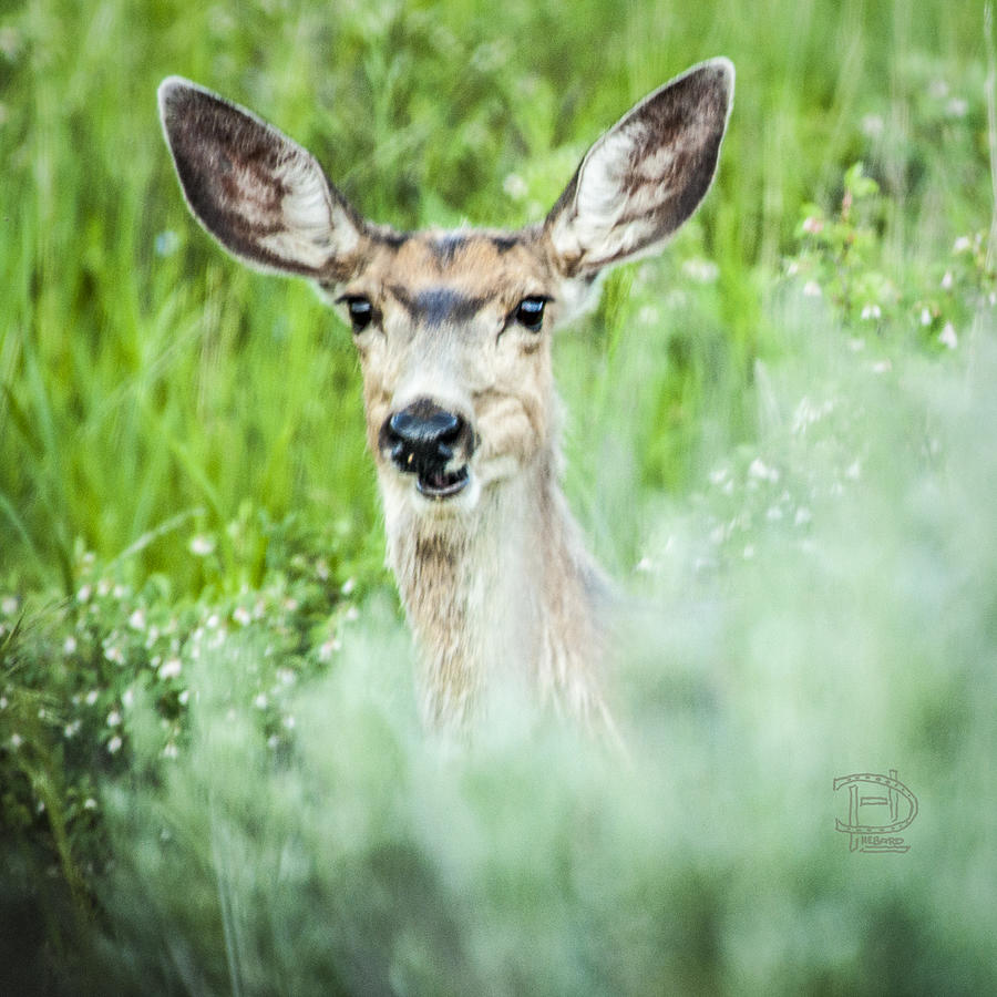 Muley Mule Deer Photograph by Daniel Hebard