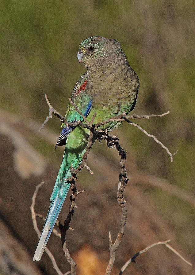 Mulga Parrot female Photograph by Tony Brown